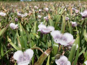 grass like foliage with numerous very fuzzy flowers that look like cat's ears but pinkish-purplish in hue.