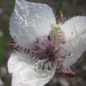 three fuzzy white pointy-tipped petals tinged with purple at center