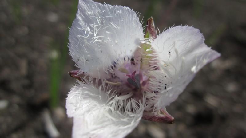 three fuzzy white pointy-tipped petals tinged with purple at center