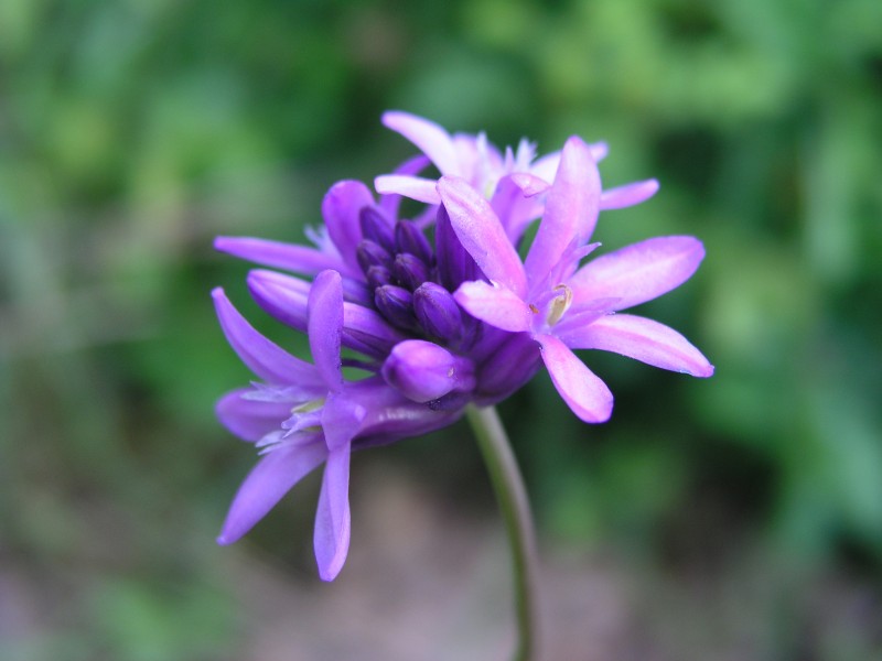 a cluster of purple flowers, each with 6 petals, atop a leafless stalk