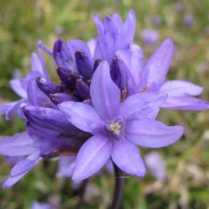 a cluster of purple flowers, each with 6 petals, atop a leafless stalk