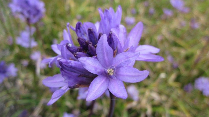 a cluster of purple flowers, each with 6 petals, atop a leafless stalk