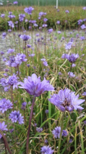 a field of ookow, each with a cluster of purple flowers, each with 6 petals, atop a leafless stalk