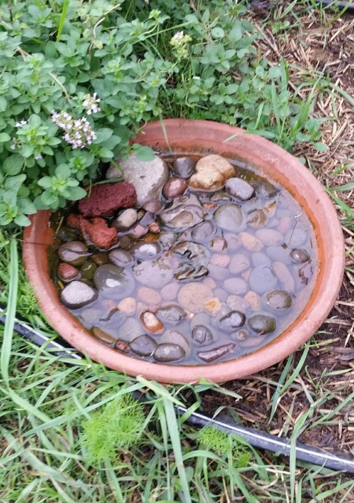 A shallow dish filled with stones and water to support butterflies.