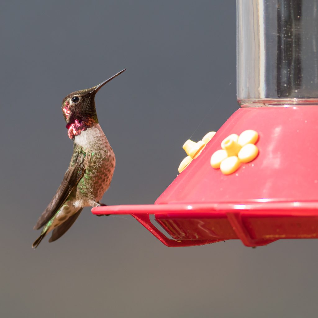 A hummingbird perched on a hummingbird feeder.