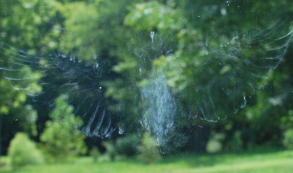 A bird print on a glass window from a bird that hit the window.