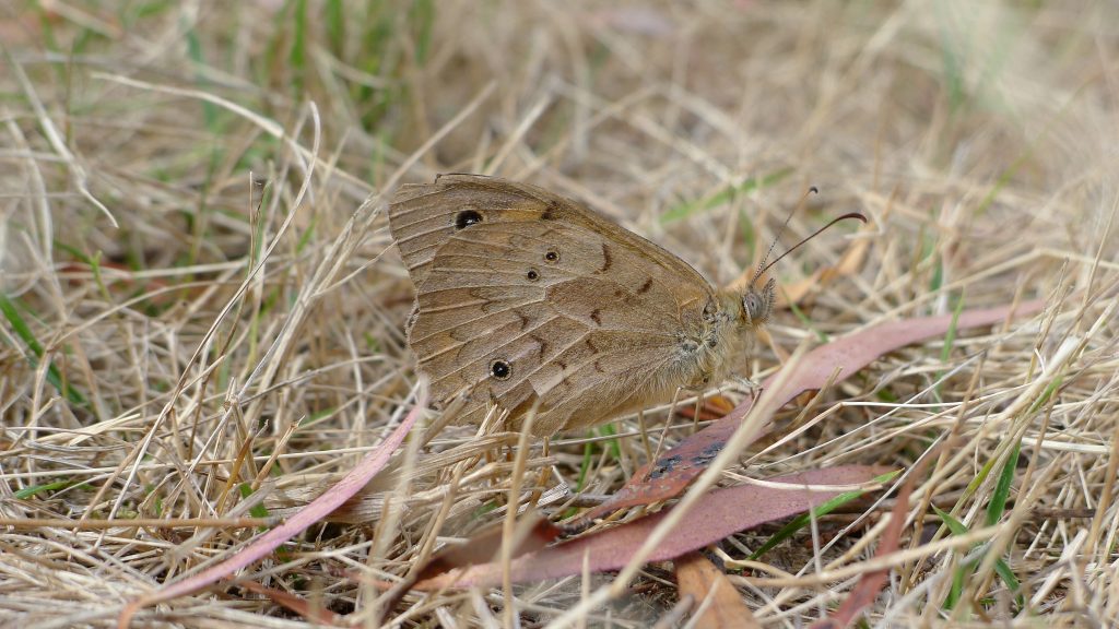 A brown butterfly sitting in dead grass.