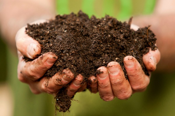 two white hands holding a crumbly pile of dark soil