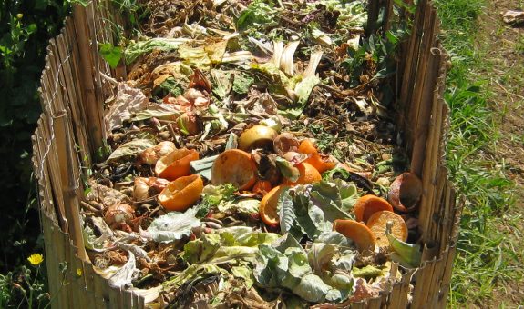 rotting kitchen scraps atop an outdoor compost pile.