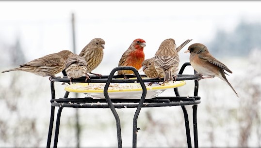 Birds circled around a bird bath on a cold winter day.