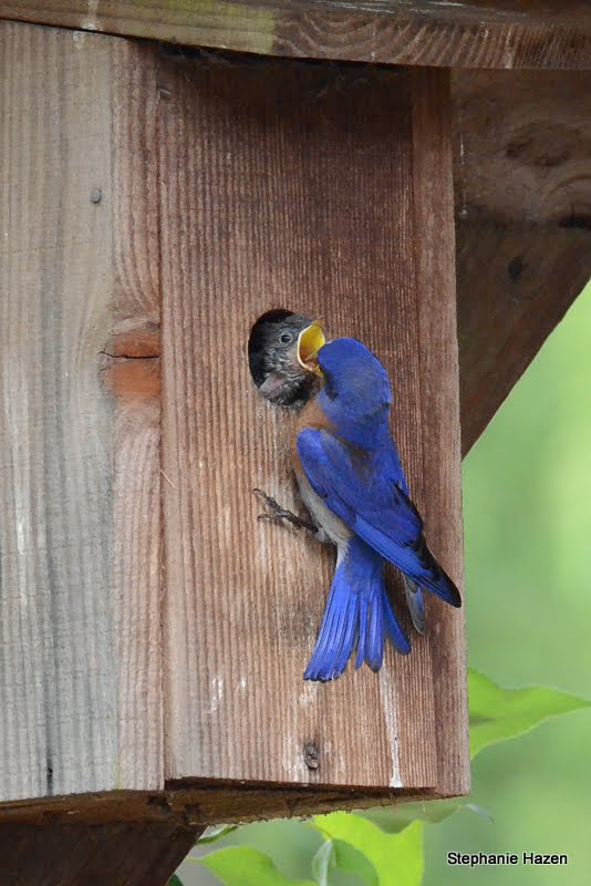 A Western bluebird feeding her baby in a nesting box.