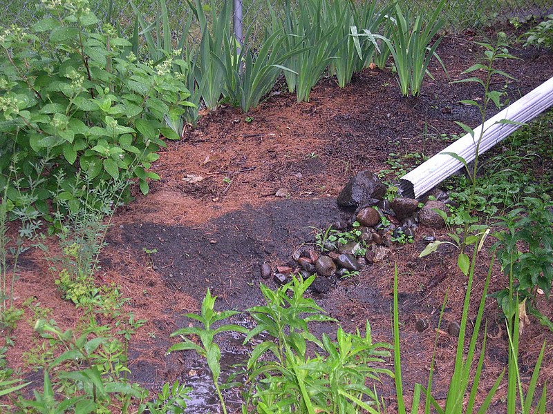 A disconnected downspout from a house directed towards a raingarden.