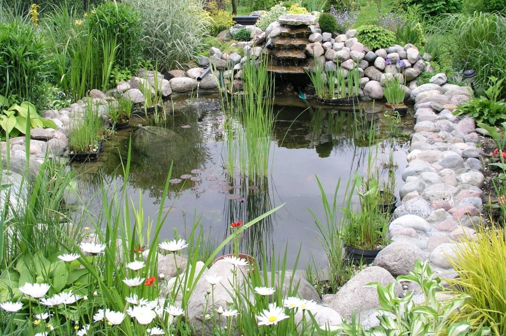 A garden pond with river rock around the edges and aquatic plants.