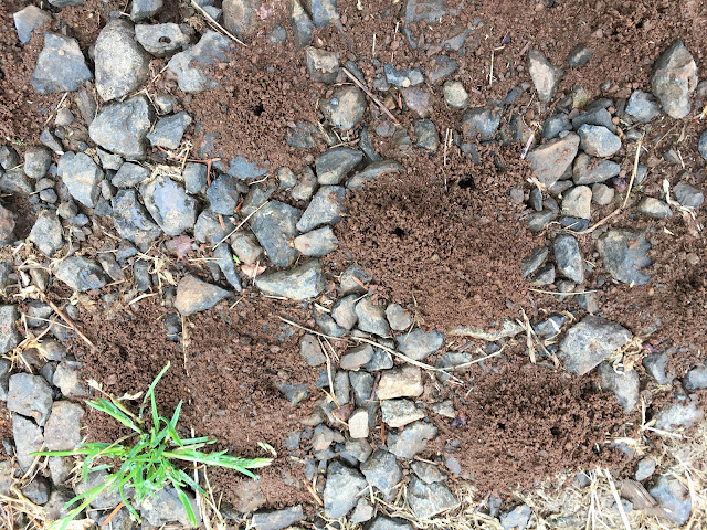 a rocky area with smal soil patches/mounds