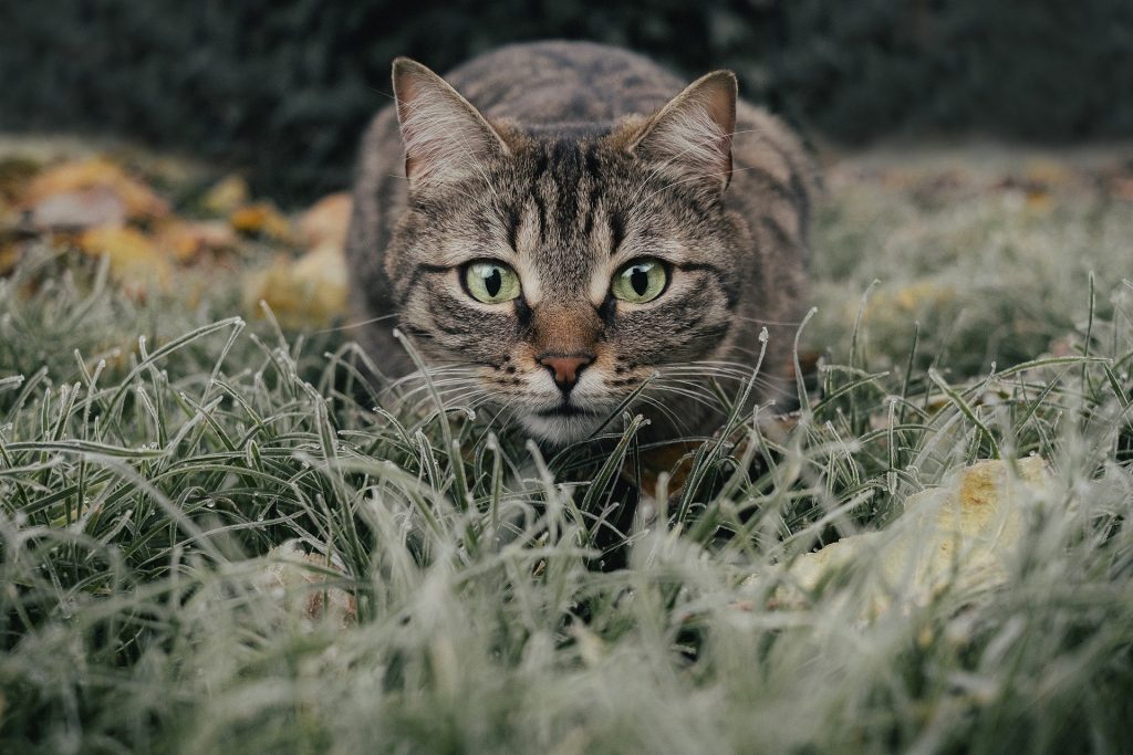 A cat with green eyes crouching in the grass. 