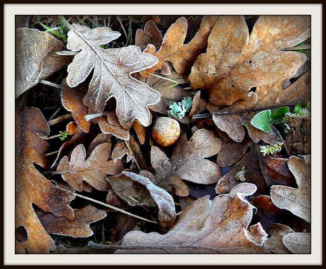 fall oak leaves and oak gall looking brown and frosty