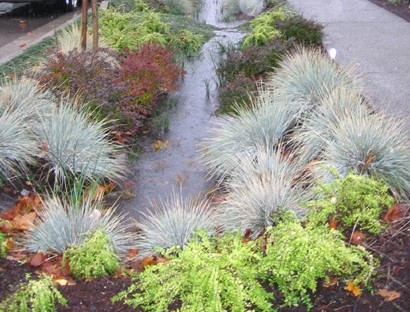 A rain garden on the side of a road full of water and plants.