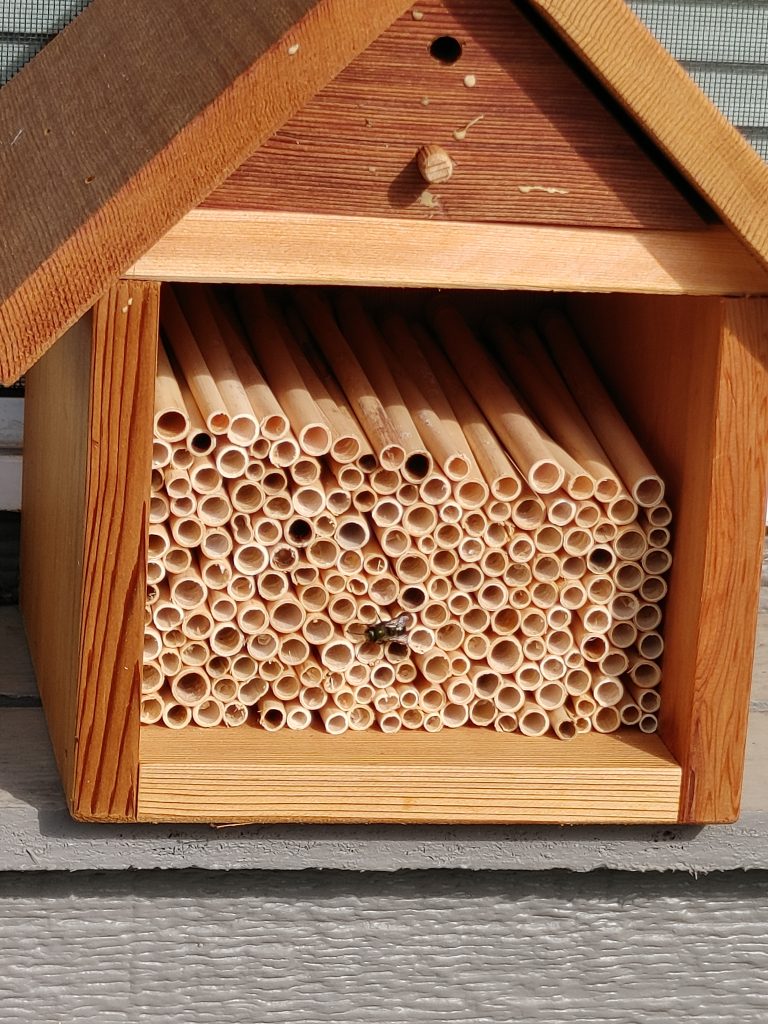 A mason bee box