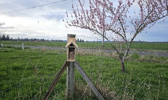 a mason bee house on fence post by a blooming cherry or apple tree