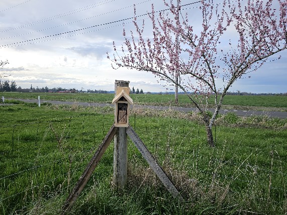 a mason bee house on fence post by a blooming cherry or apple tree