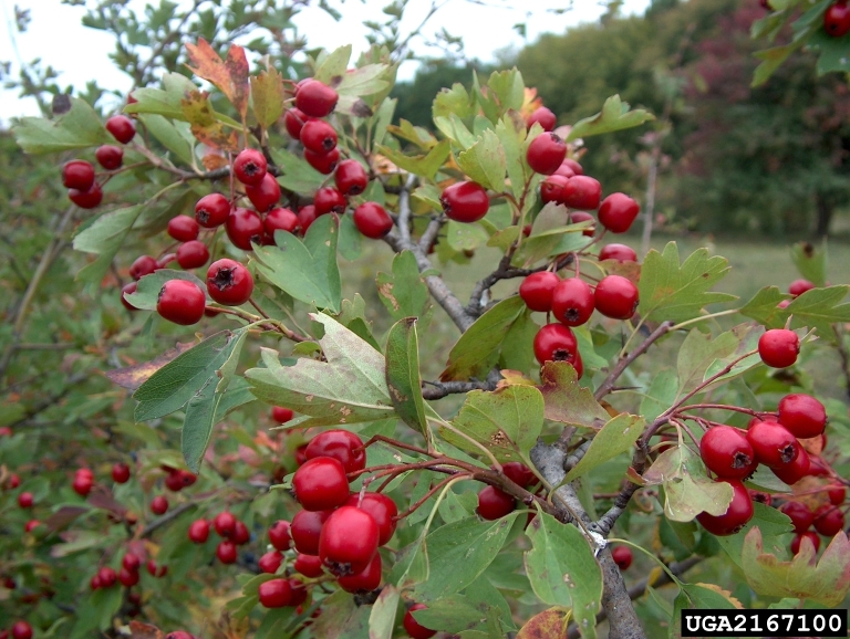 Small red fruits of hawthorn like tiny cherries