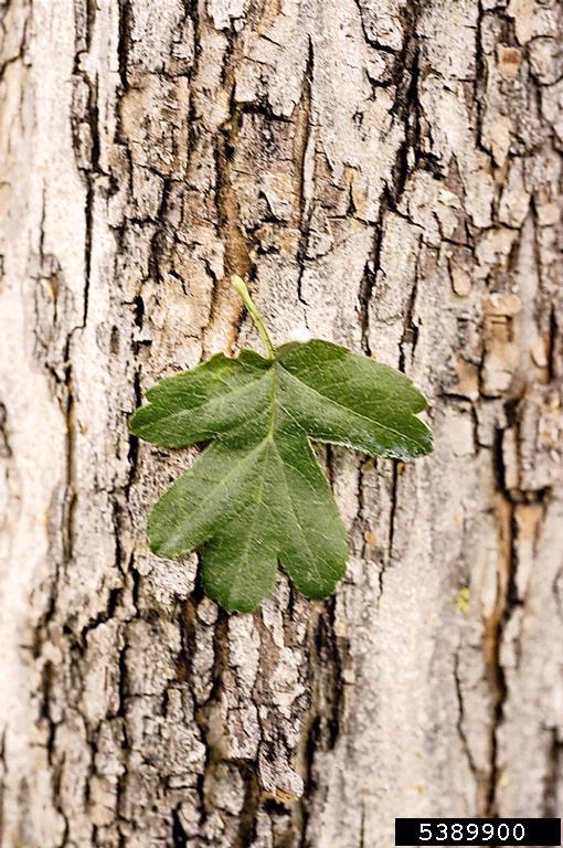 a leaf of hawthorn with 5 lobes against the bark of the tree, cracked, pale brown with darker edges