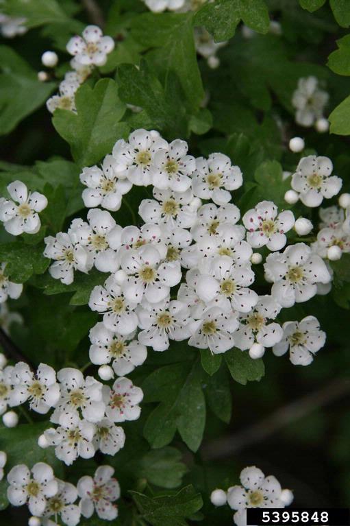 white, apple blossom-like flowers of hawthorn