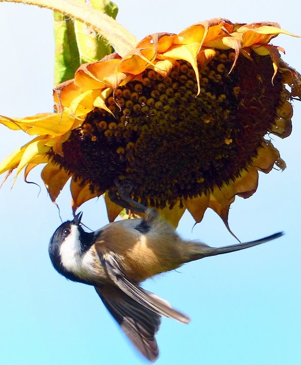 a chickadee eating seeds off of a sunflower head.