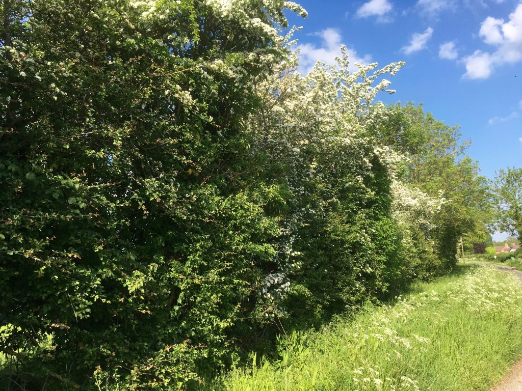 A line of large shrubs next to grass with a blue sky.