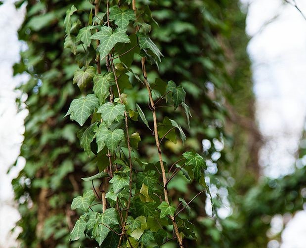 English ivy covers a tree trunk