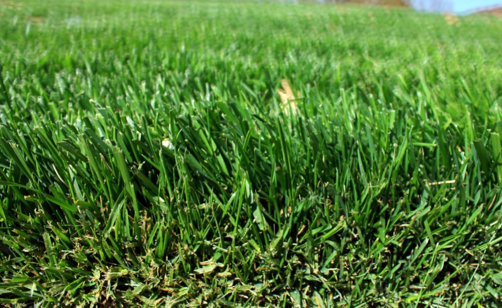 green grass zoomed in to see the texture.