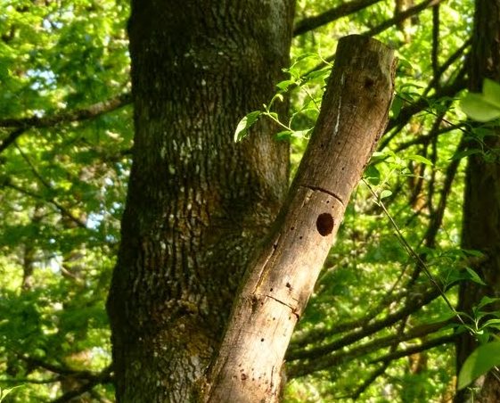 a dead branch with a hole in the middle created by woodpeckers.