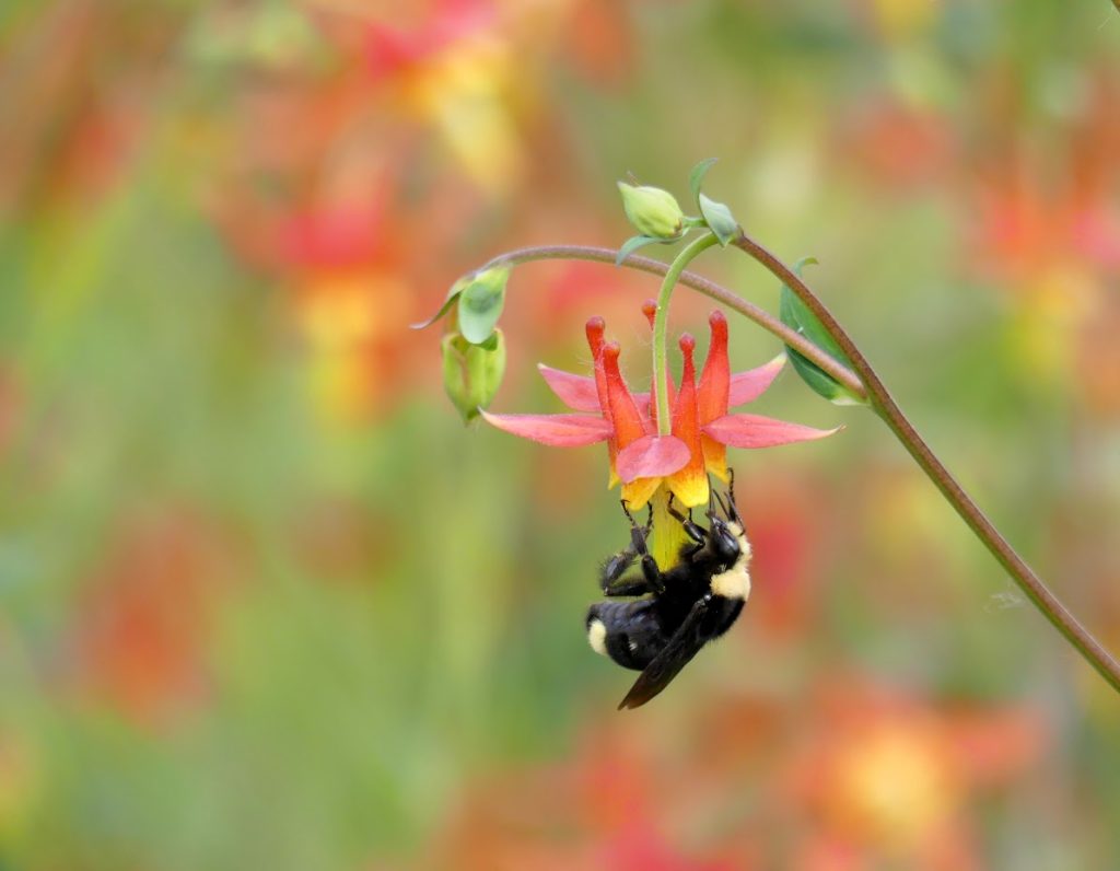 a bumblebee pollinating a red columbine flower.