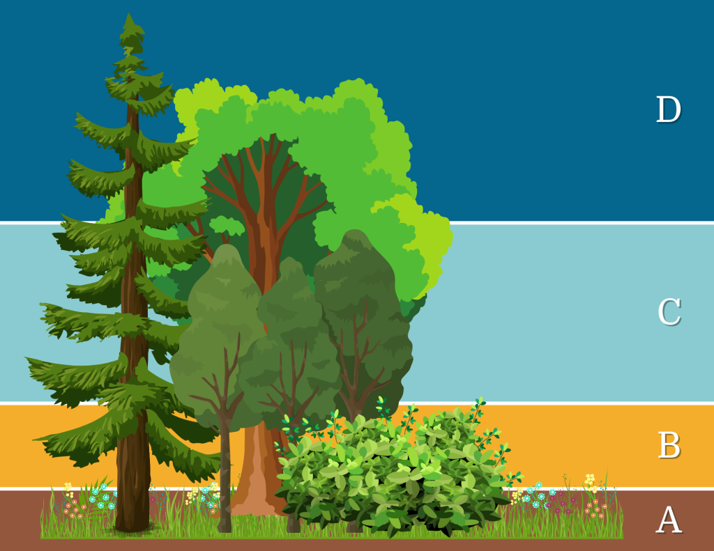 An illustration depicting four vegetation layers: a conifer and a broadleaf tree, three smaller broadleaves, a shrub, and a low layer of grasses and flowers. Background is dark blue across top, followed by light blue, then yellow, then brown behind the grass layer.