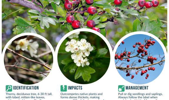 square graphic showing the mitten like lobed leaves, stems with thorns, apple blossom-like white flowers, and red fruits like small cherries.