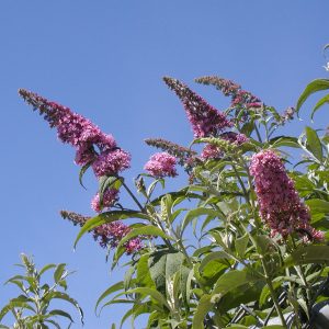 tapering spikes of purple flowers thrust out from lance shaped leaves