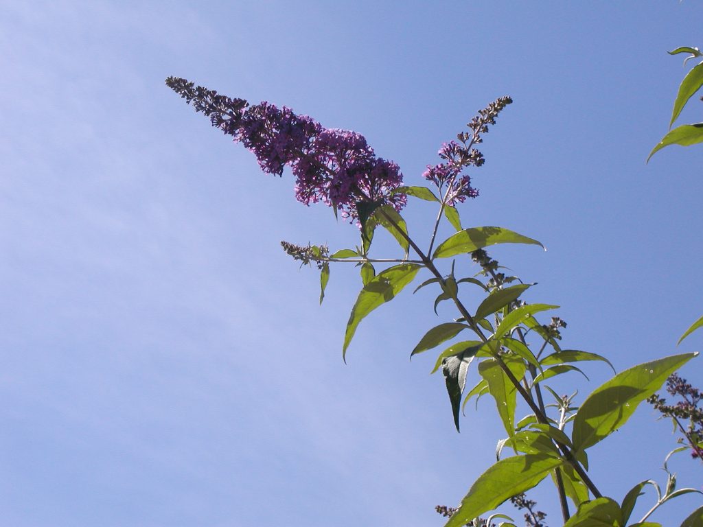 a pointy-tipped purple spike of butterfly bush flowers atop a stem with lance shaped green leaves