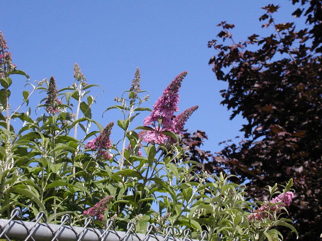 conical spikes of purple flowers above shrubby vegetation