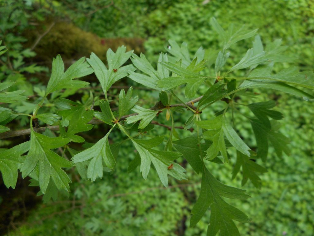 a branch of hawthorn with lobed, mitten like leaves.