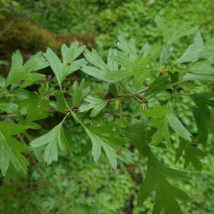 a branch of hawthorn with lobed, mitten like leaves.