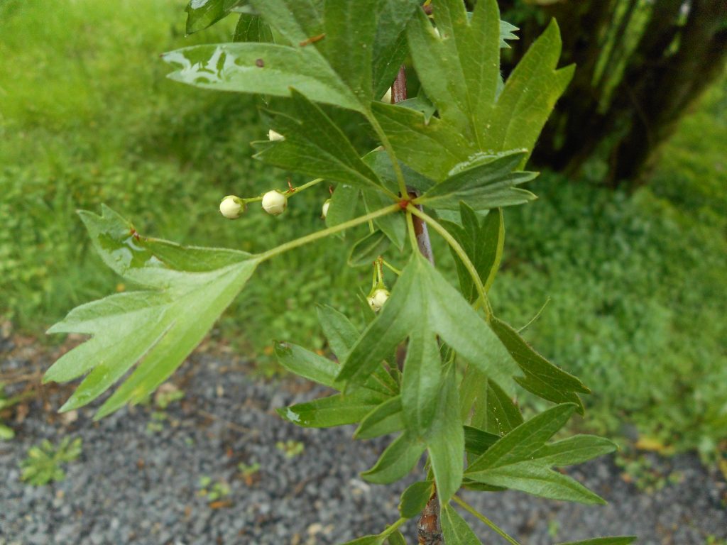 close up of invasive hawthorn leaves that are mitten like in appearance.