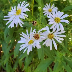 six pale purple ray and disk flower with yellow centers and very thin rays