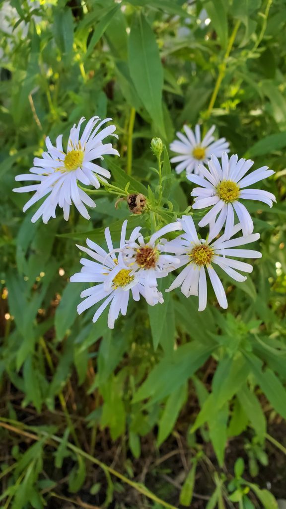 six pale purple ray and disk flower with yellow centers and very thin rays