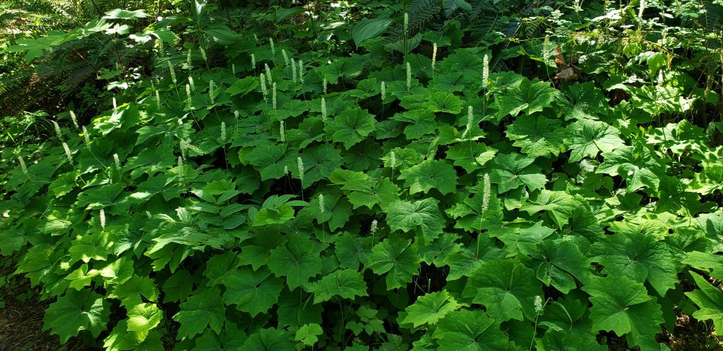 an understory patch of vanilla leaf with robust triangular leaves and spikes of tiny white flowers emerging from the center.