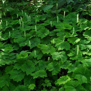 an understory patch of vanilla leaf with robust triangular leaves and spikes of tiny white flowers emerging from the center.