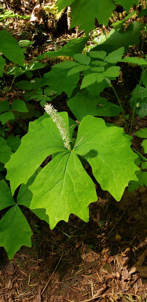 One vanilla leaf in bloom with three leaves and central stalk of tiny white flowers