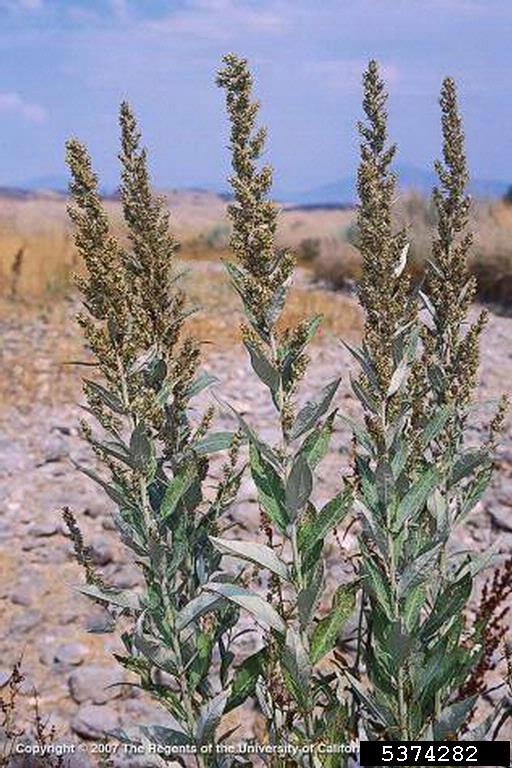 dry looking brownish flower spikes atop vegetated non-woody stems