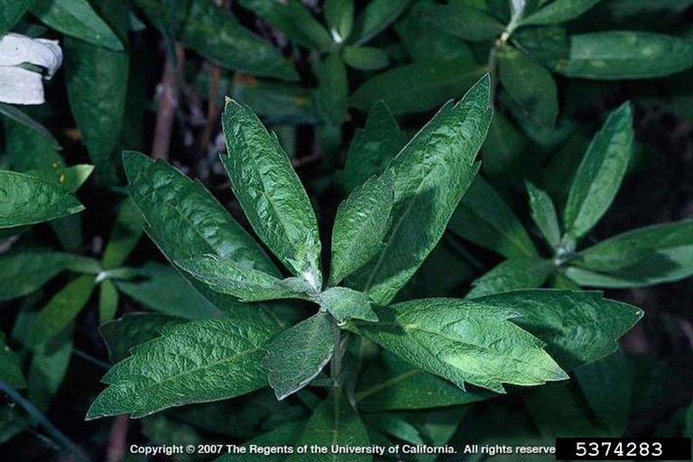 Close up of mugwort leaves before flowering occurs. longer than wide with pointy tips