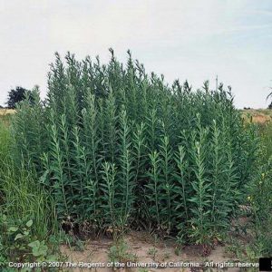 a patch of mugwort with thin leaved green foliage along upright non-woody stems