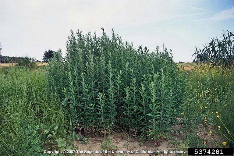 a patch of mugwort with thin leaved green foliage along upright non-woody stems